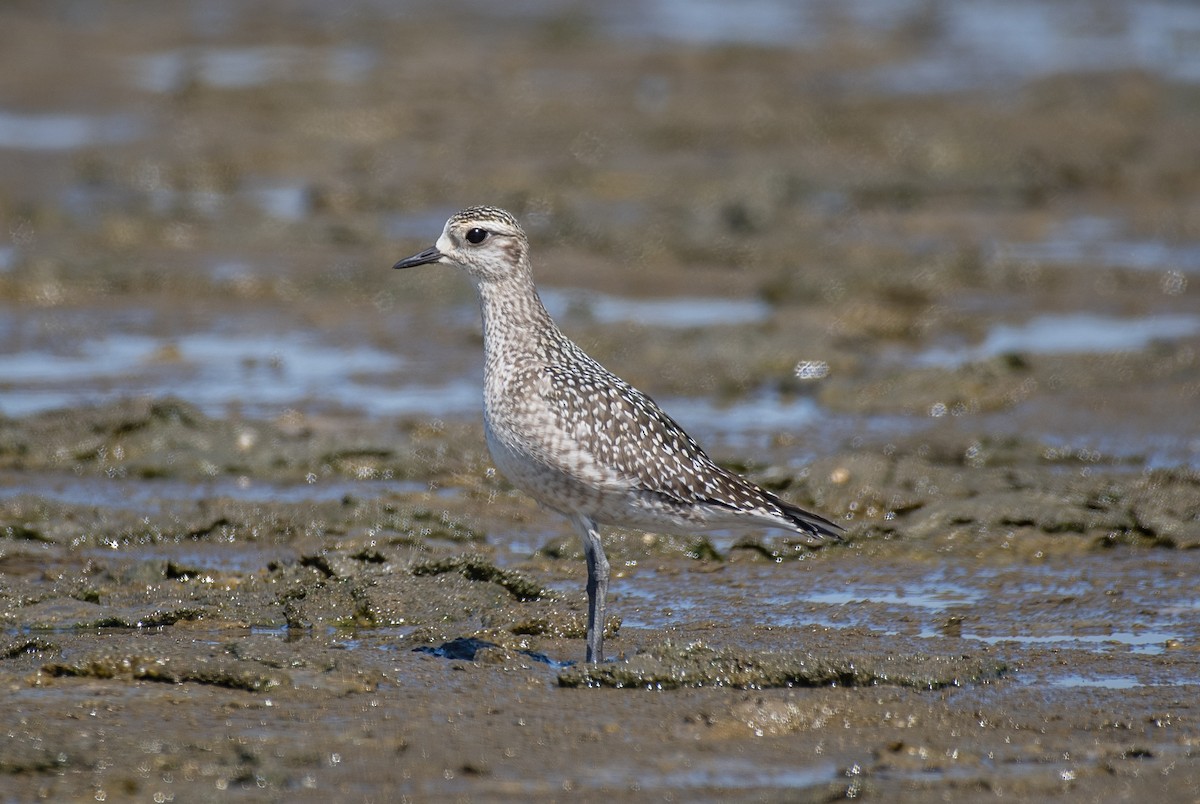 American Golden-Plover - ML642112360