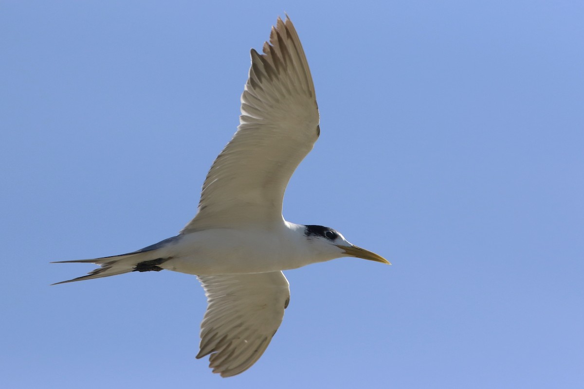 Great Crested Tern - ML642112365