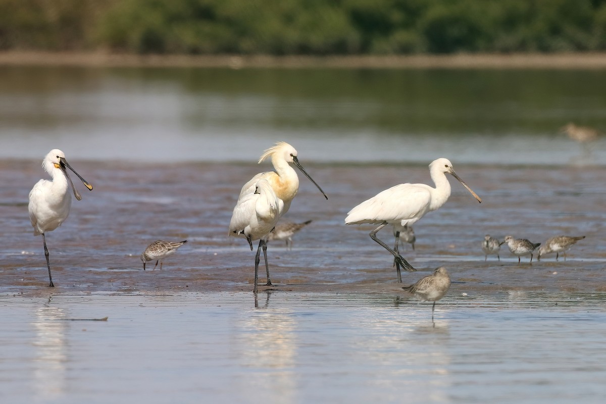 Eurasian Spoonbill - ML642112367