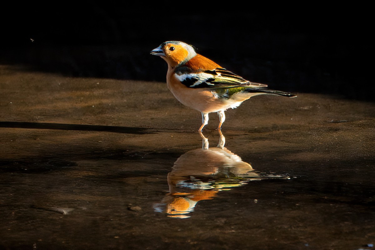 Common Chaffinch - ML642112373