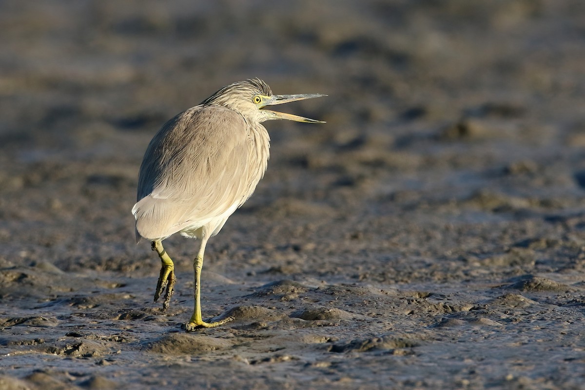 Paddyreiher - ML642112376