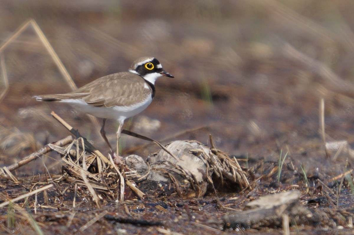Little Ringed Plover - ML642112377