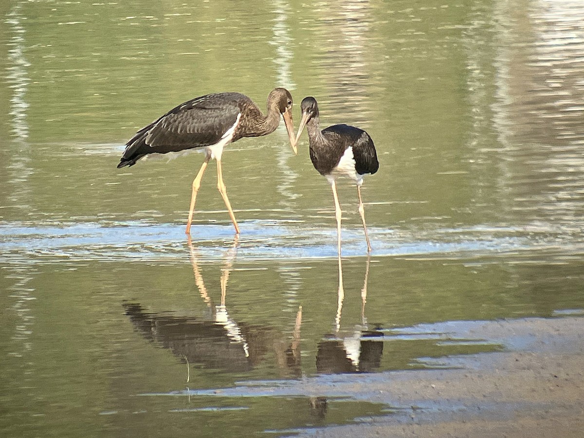 Black Stork - ML642112378