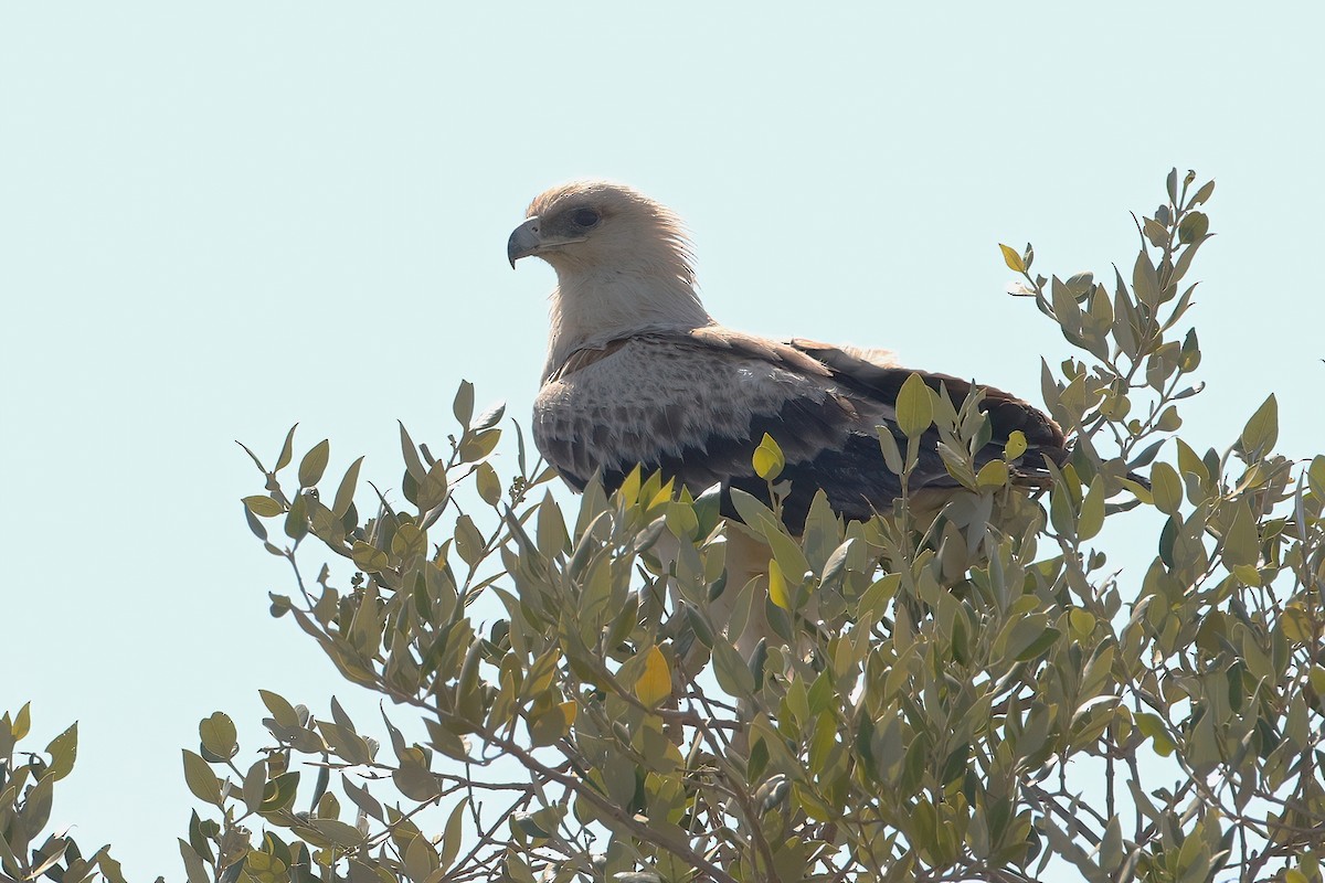 Aquila anatraia maggiore - ML642112388