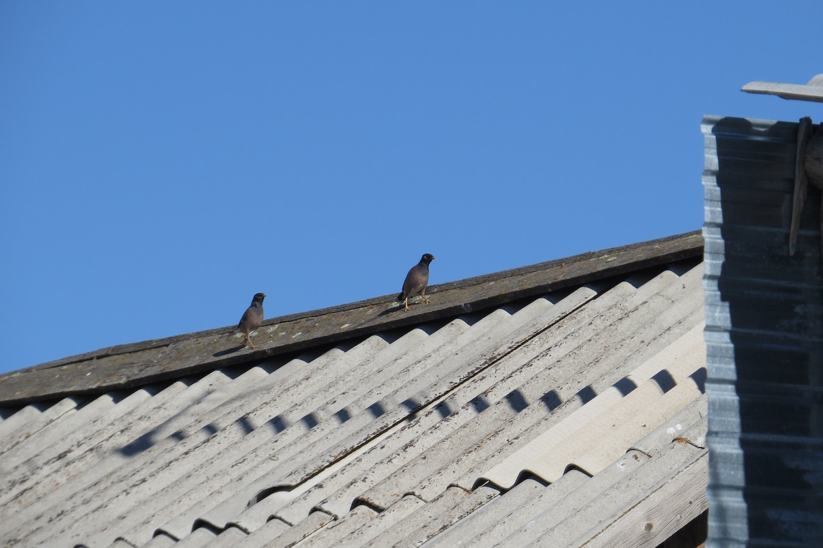 majna obecná - ML642112389