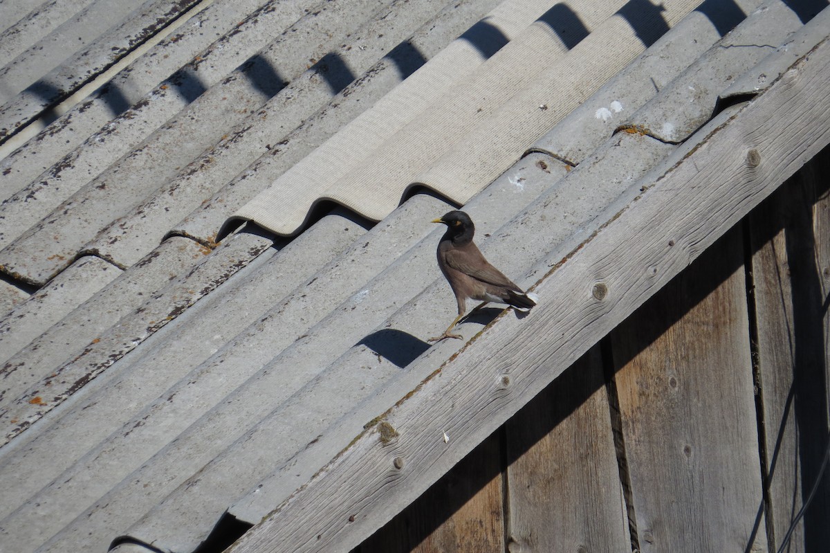 majna obecná - ML642112390