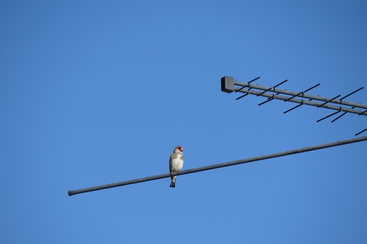 stehlík šedohlavý - ML642112398