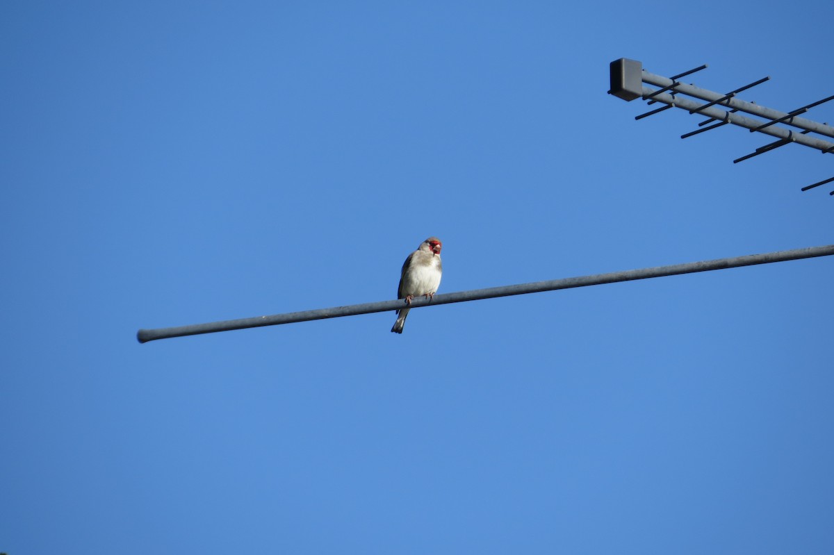 stehlík šedohlavý - ML642112399