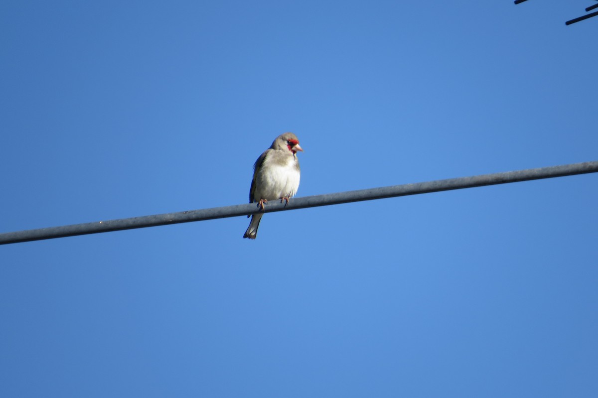 stehlík šedohlavý - ML642112400