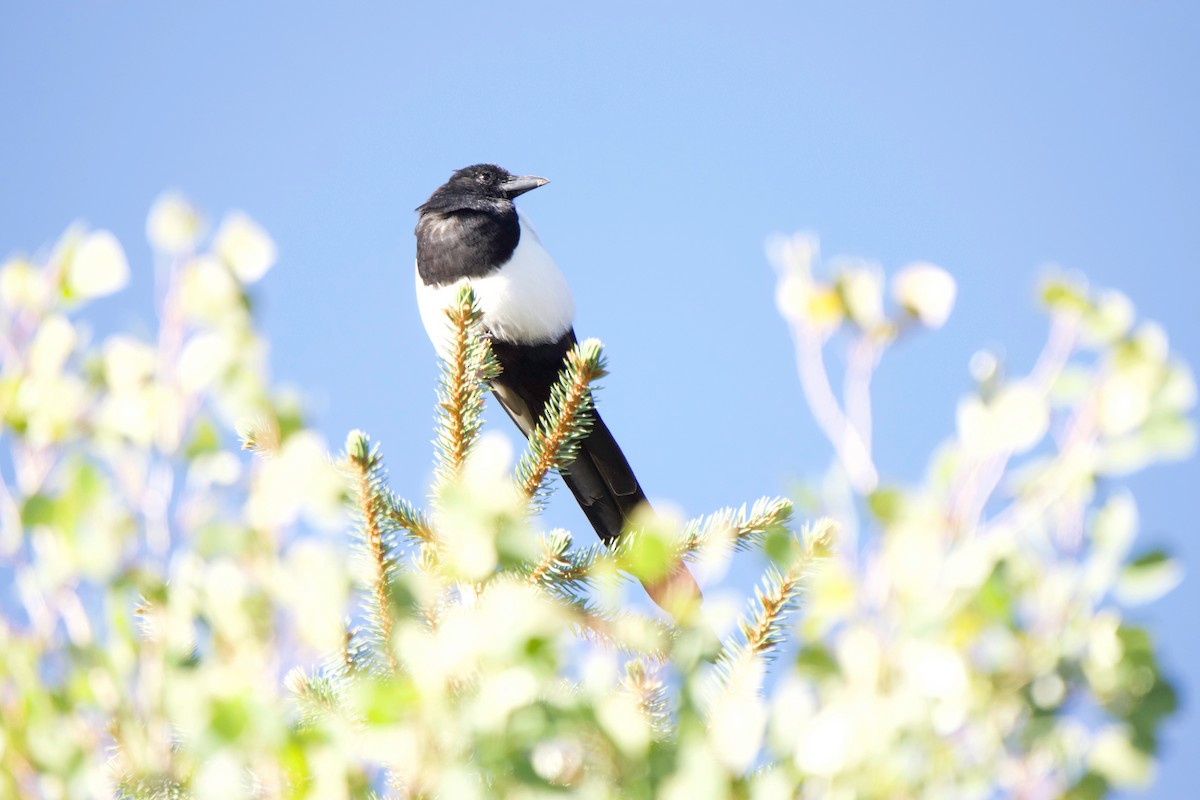 Black-billed Magpie - ML642112401
