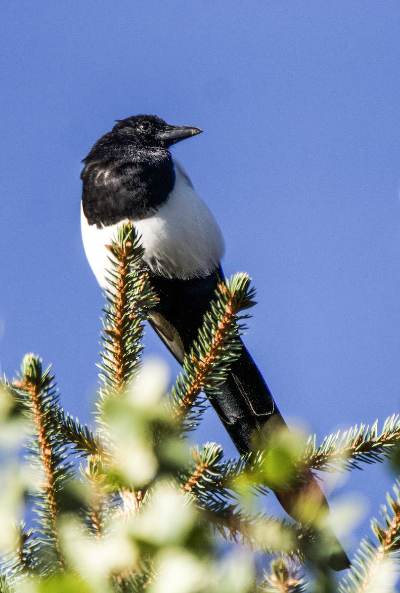 Black-billed Magpie - ML642112402