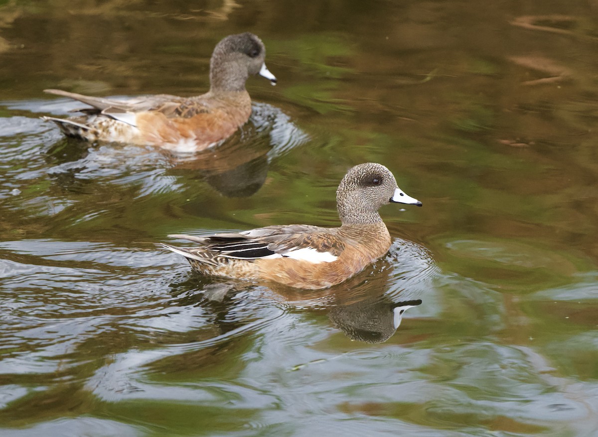 American Wigeon - ML642112448