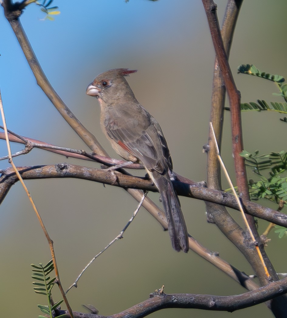 Pyrrhuloxia - ML642112460