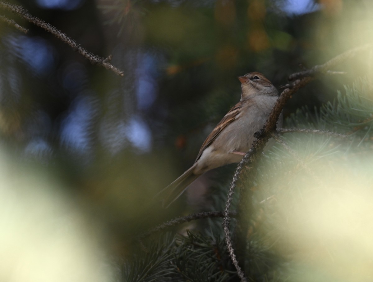 Clay-colored Sparrow - ML642112471