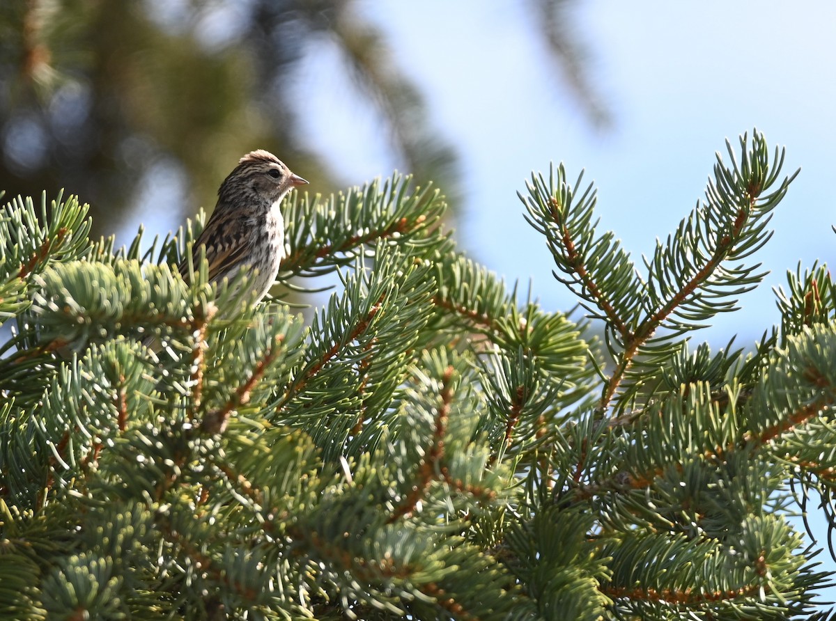 Chipping Sparrow - ML642112472
