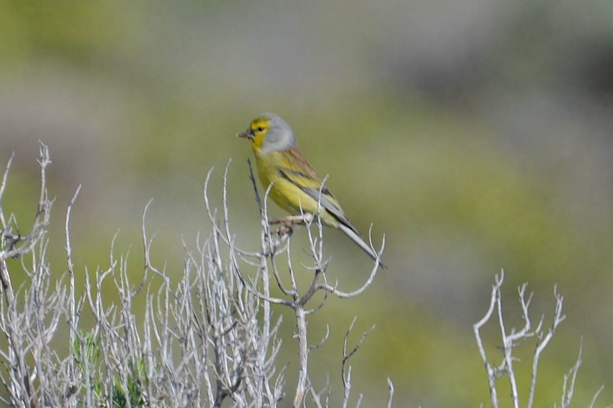 Corsican Finch - ML642112476