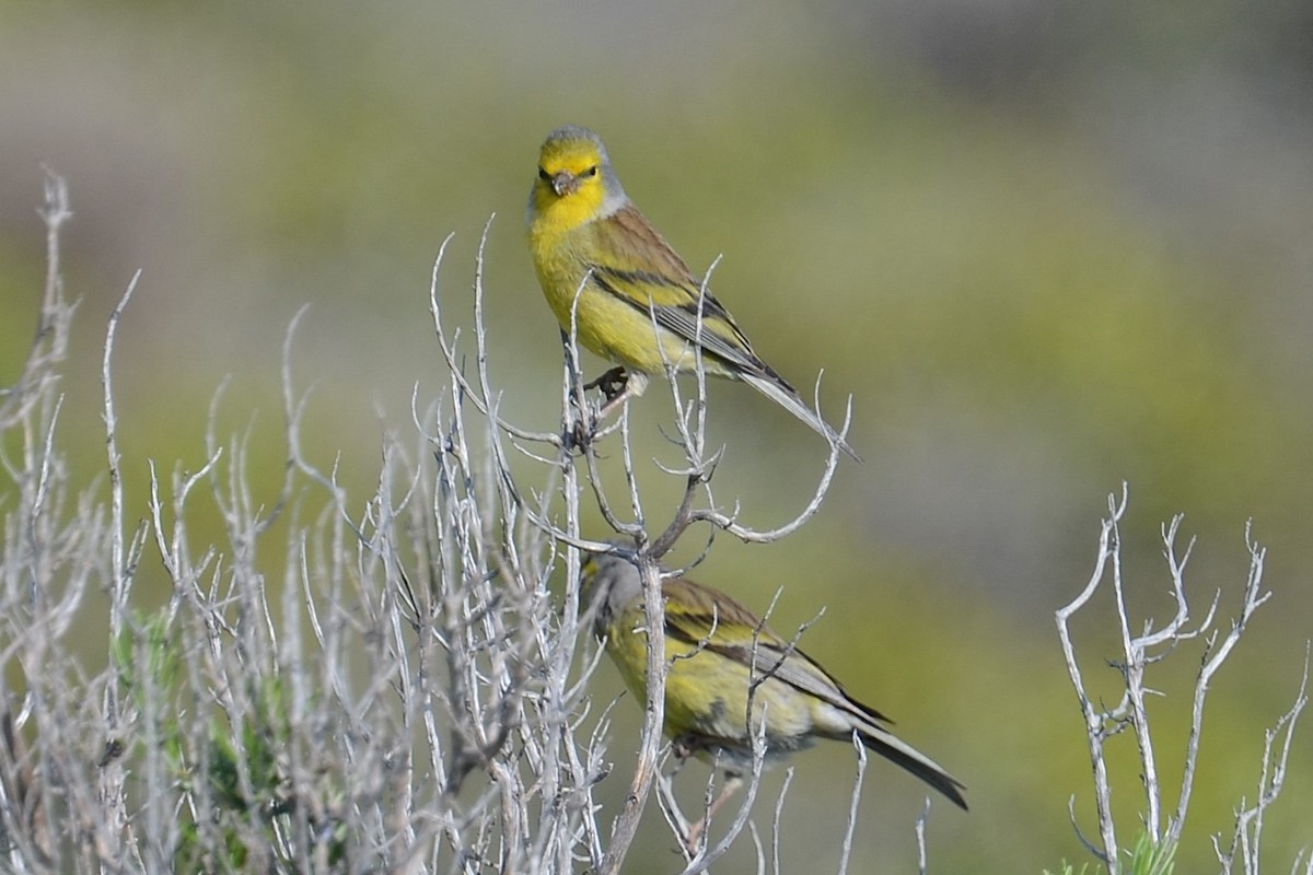 Corsican Finch - ML642112477