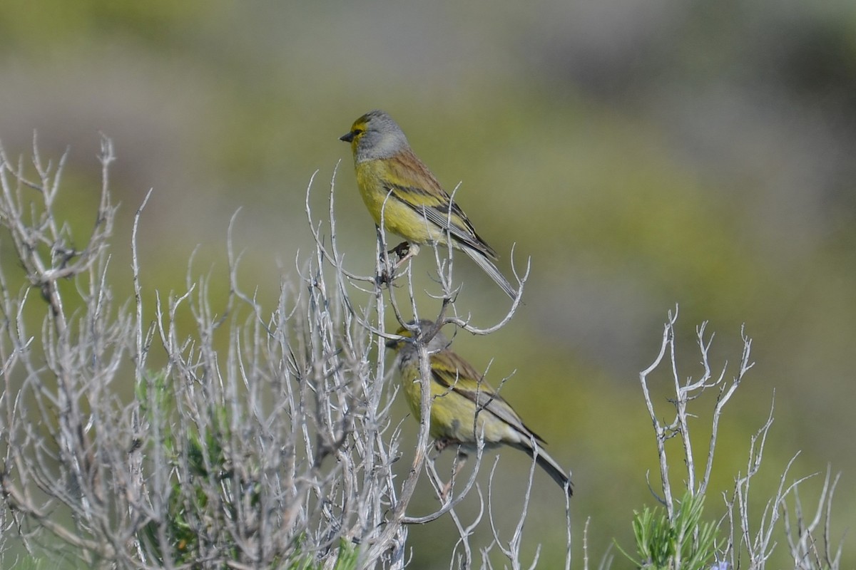 Corsican Finch - ML642112478