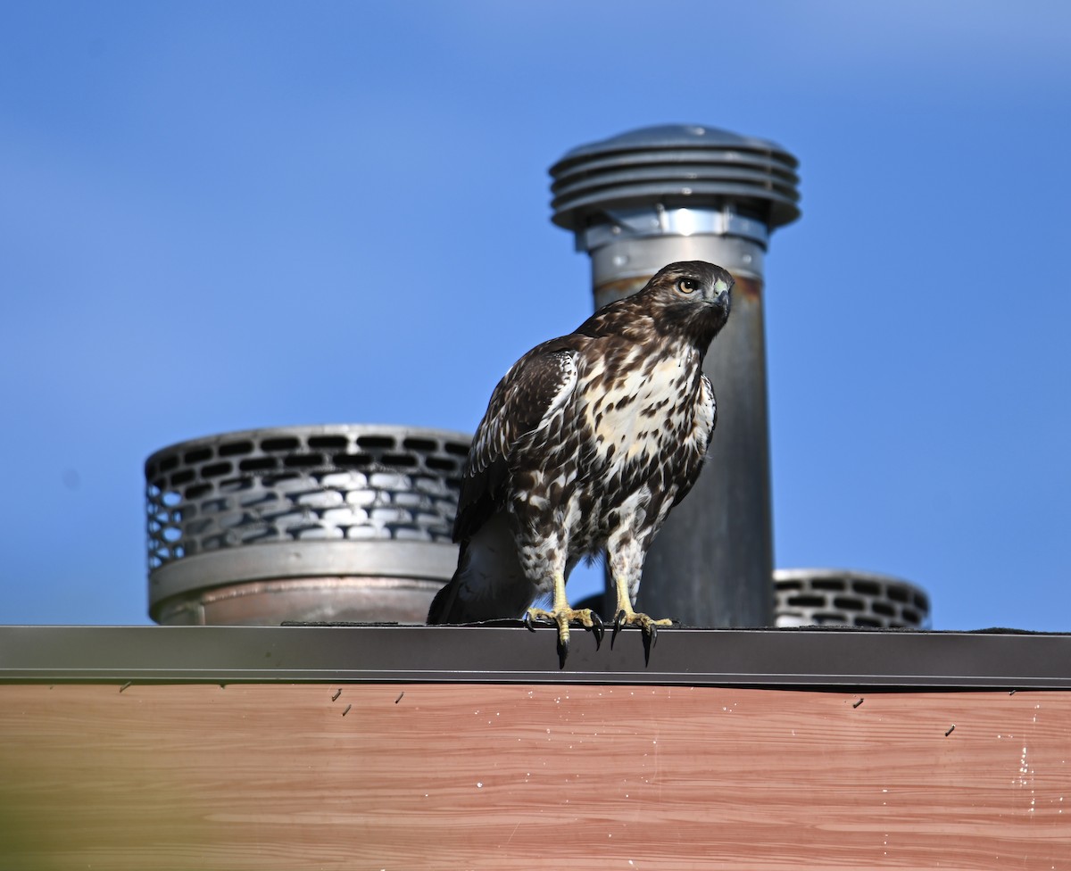 Red-tailed Hawk - ML642112480