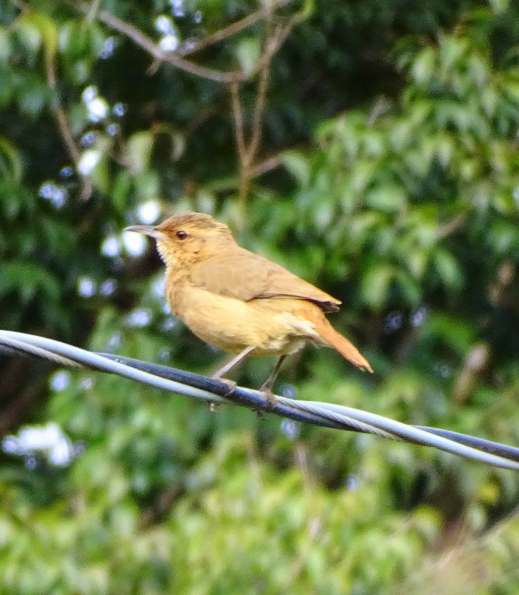 Rufous Hornero - ML642112489