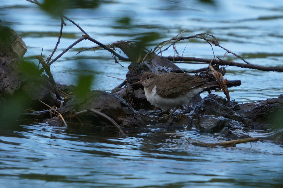 Dere Düdükçünü - ML642112509