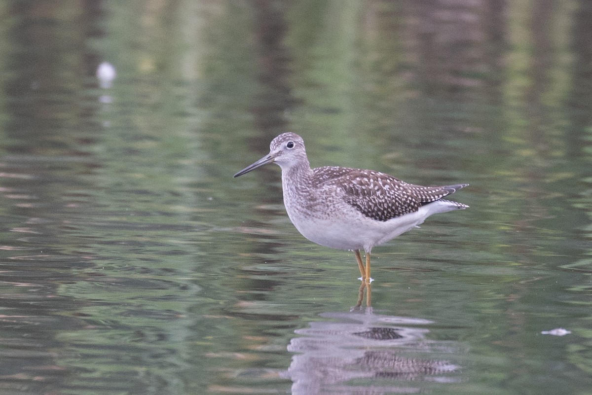 Greater Yellowlegs - ML642112512
