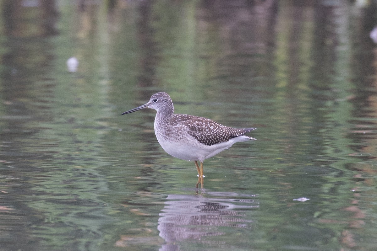 Greater Yellowlegs - ML642112519