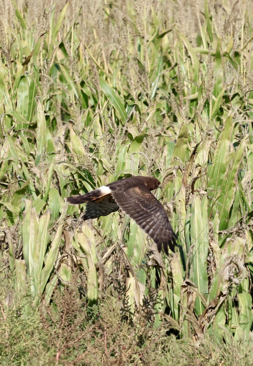 Northern Harrier - ML642112526