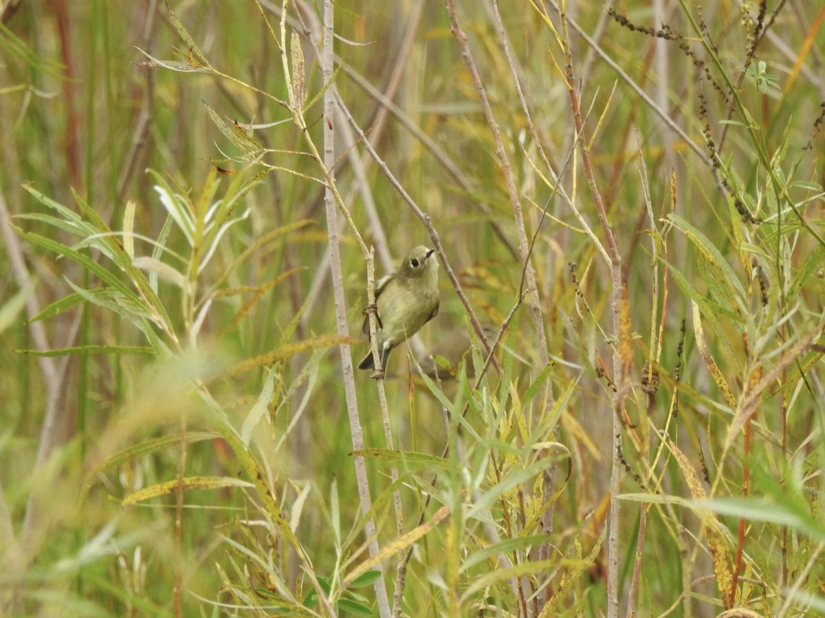 Ruby-crowned Kinglet - ML642112527