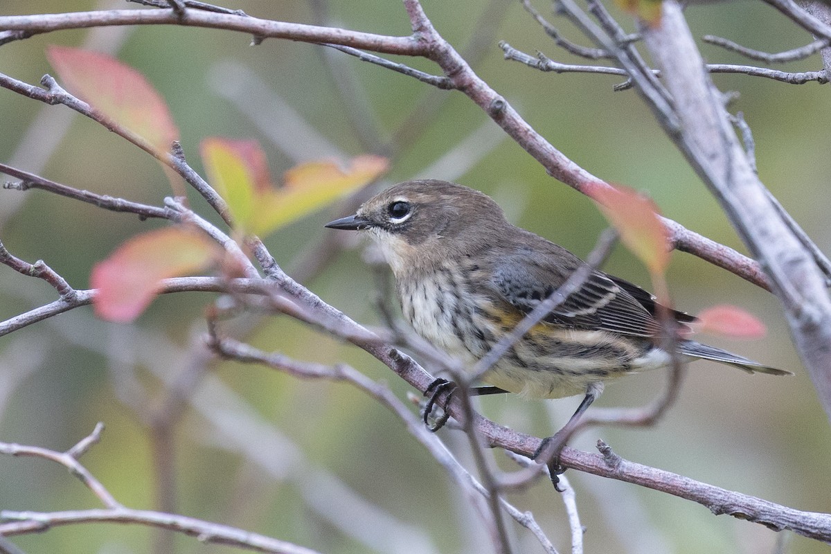 Yellow-rumped Warbler (Myrtle) - ML642112541
