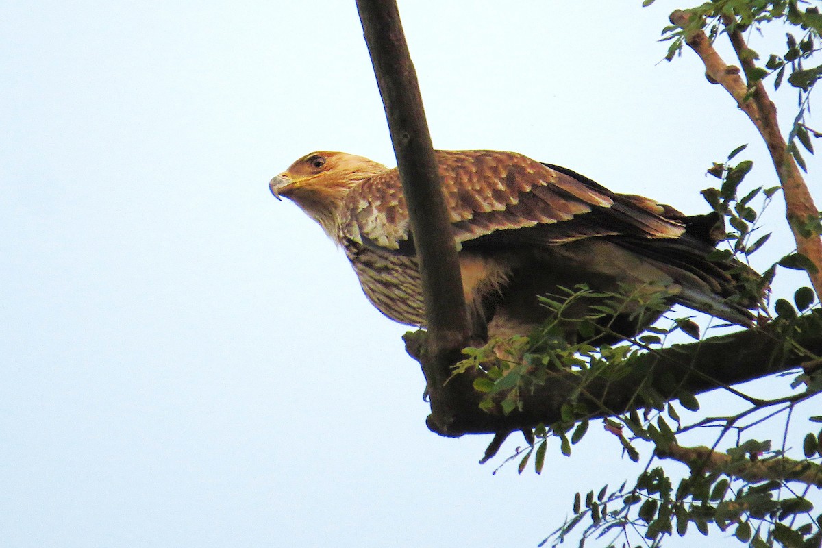Imperial Eagle - ML642112543