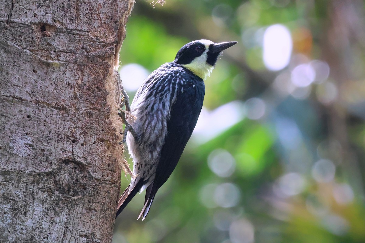 Acorn Woodpecker - ML642112548