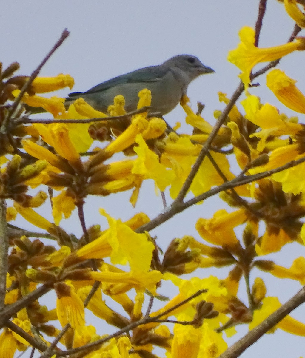 Sayaca Tanager - ML642112549