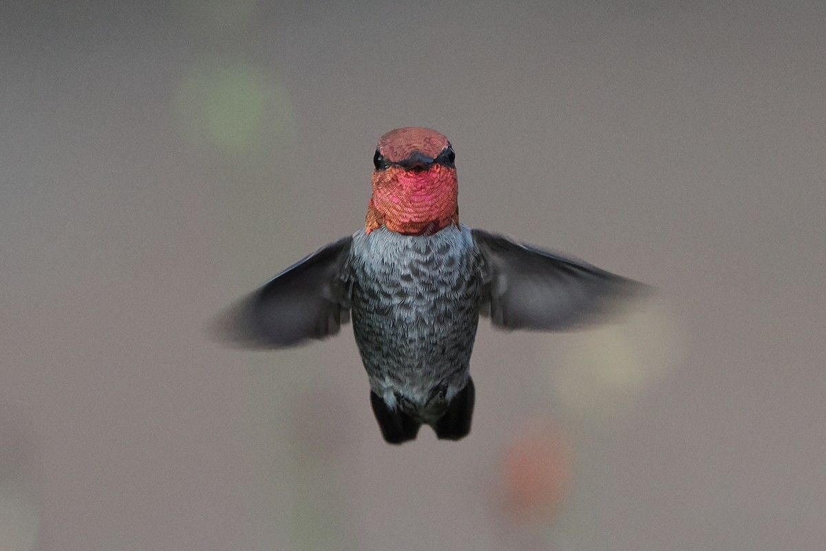 Anna's Hummingbird - ML642112558