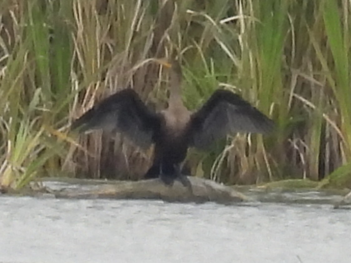 Double-crested Cormorant - ML642112570