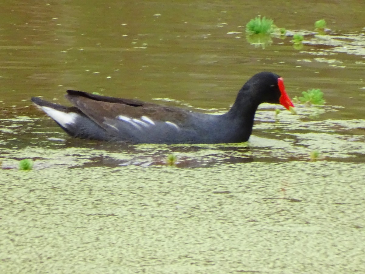Common Gallinule - ML642112580