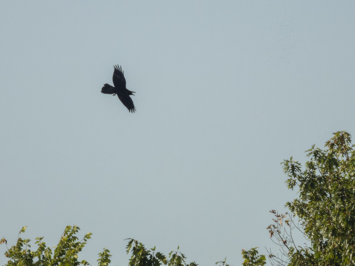 Common Raven - ML642112595