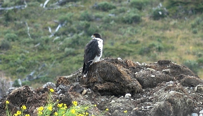 White-throated Caracara - ML642112601