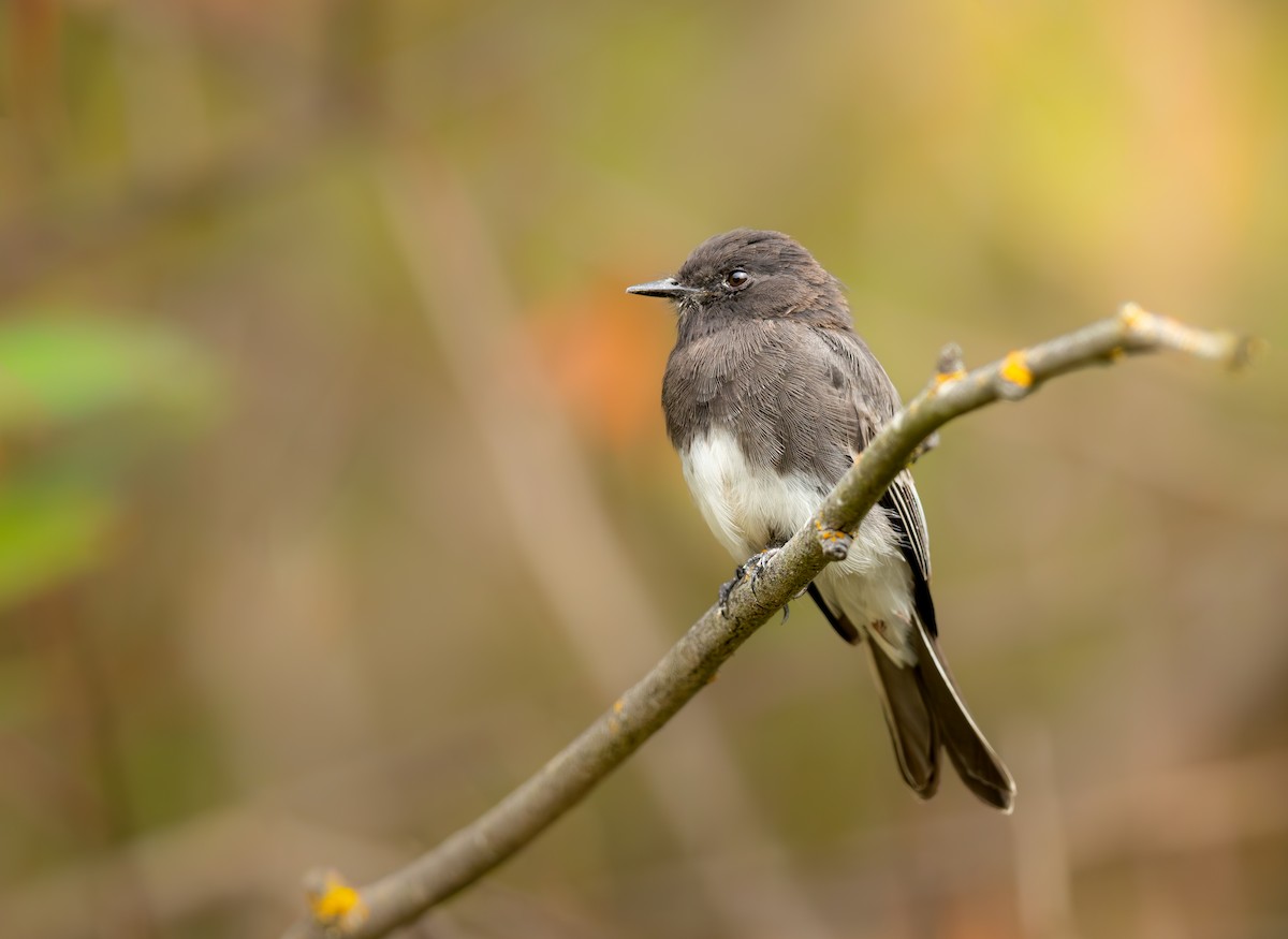 Black Phoebe - ML642112618