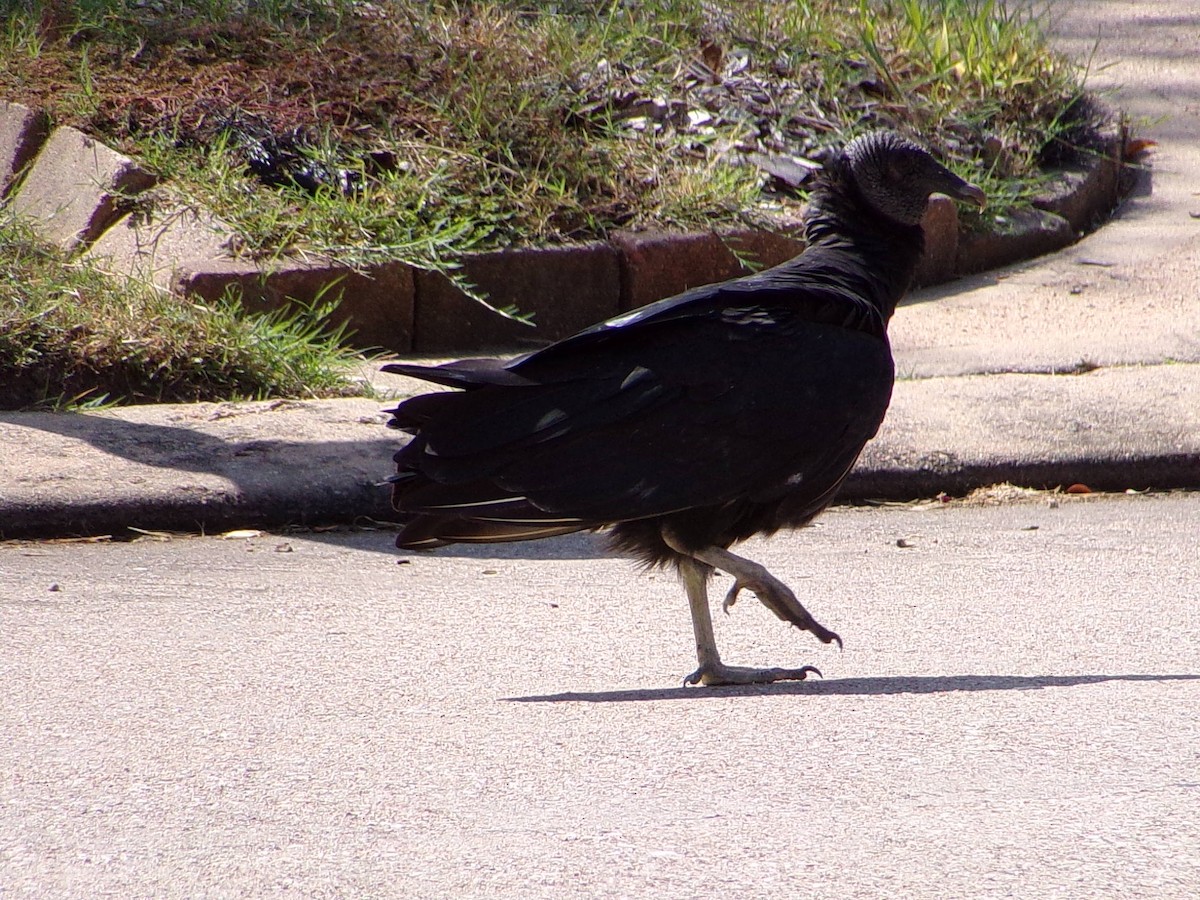 Black Vulture - ML642112624