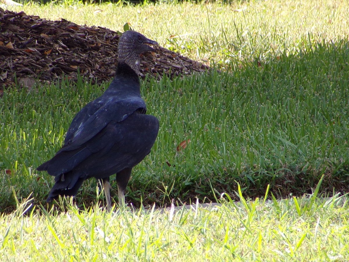 Black Vulture - ML642112625