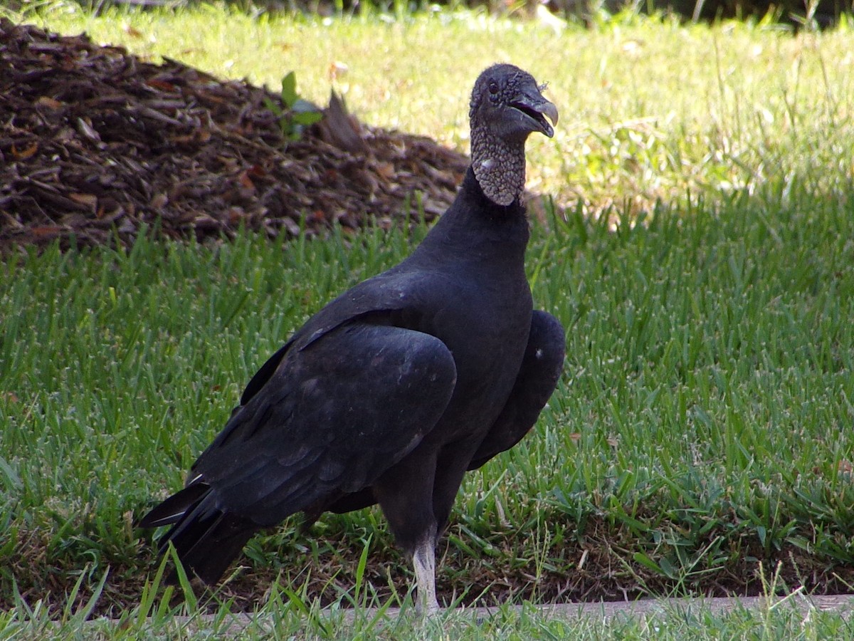 Black Vulture - ML642112628