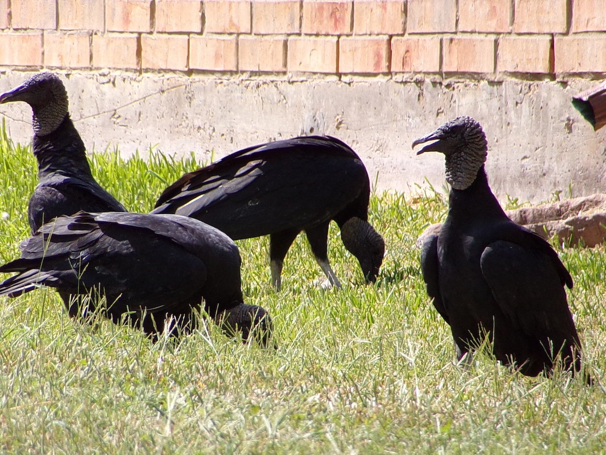 Black Vulture - ML642112629