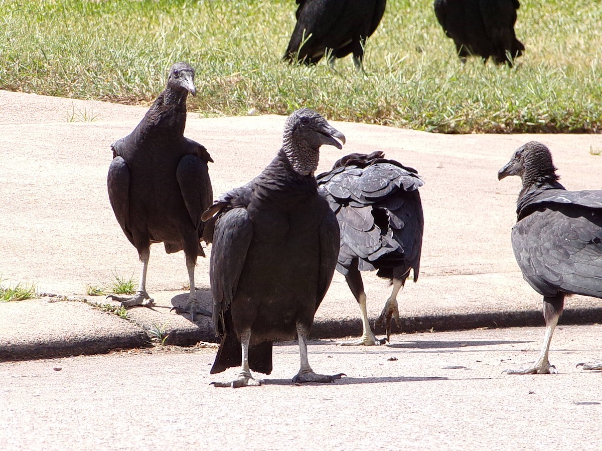 Black Vulture - ML642112630