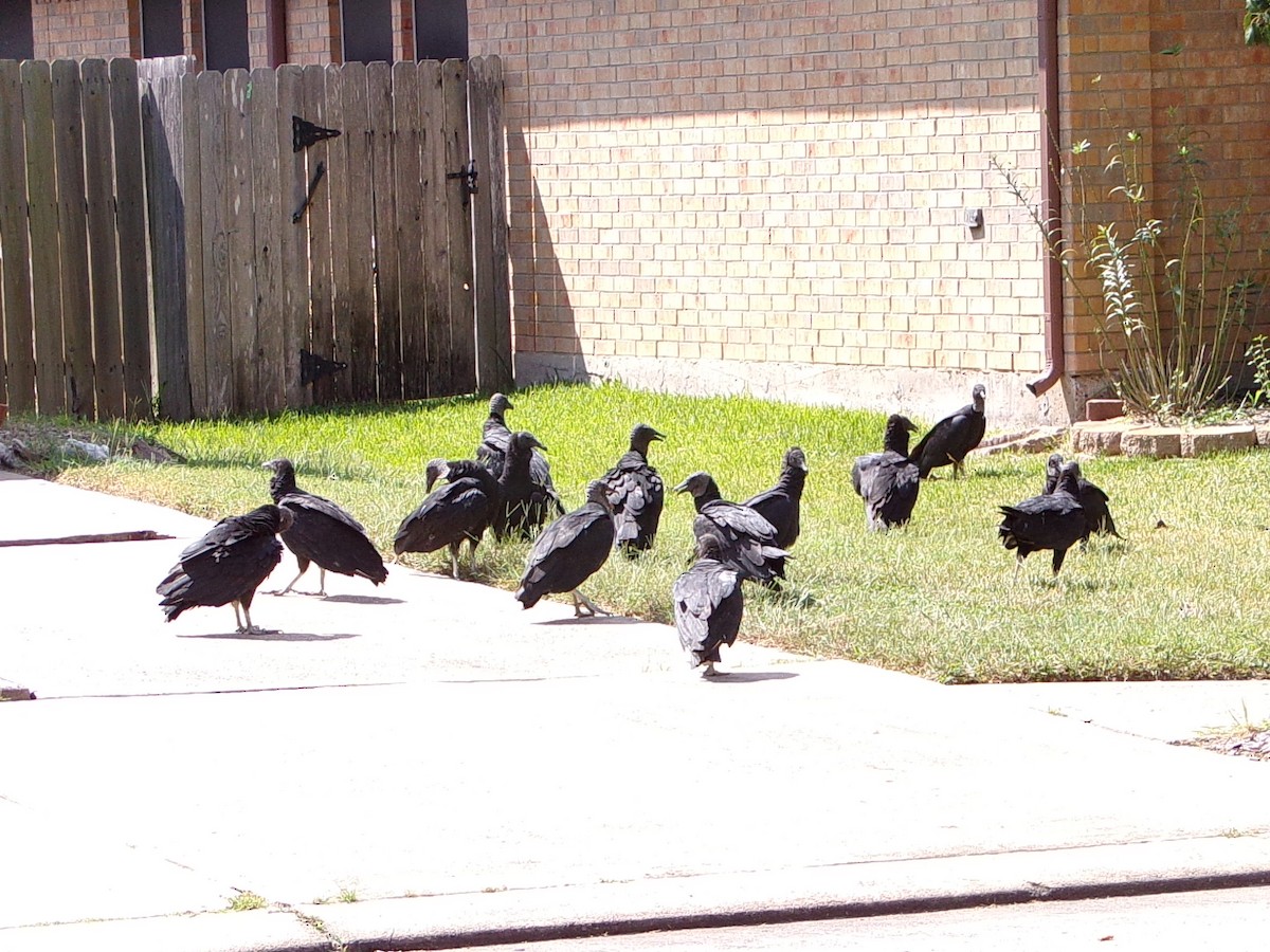 Black Vulture - ML642112631