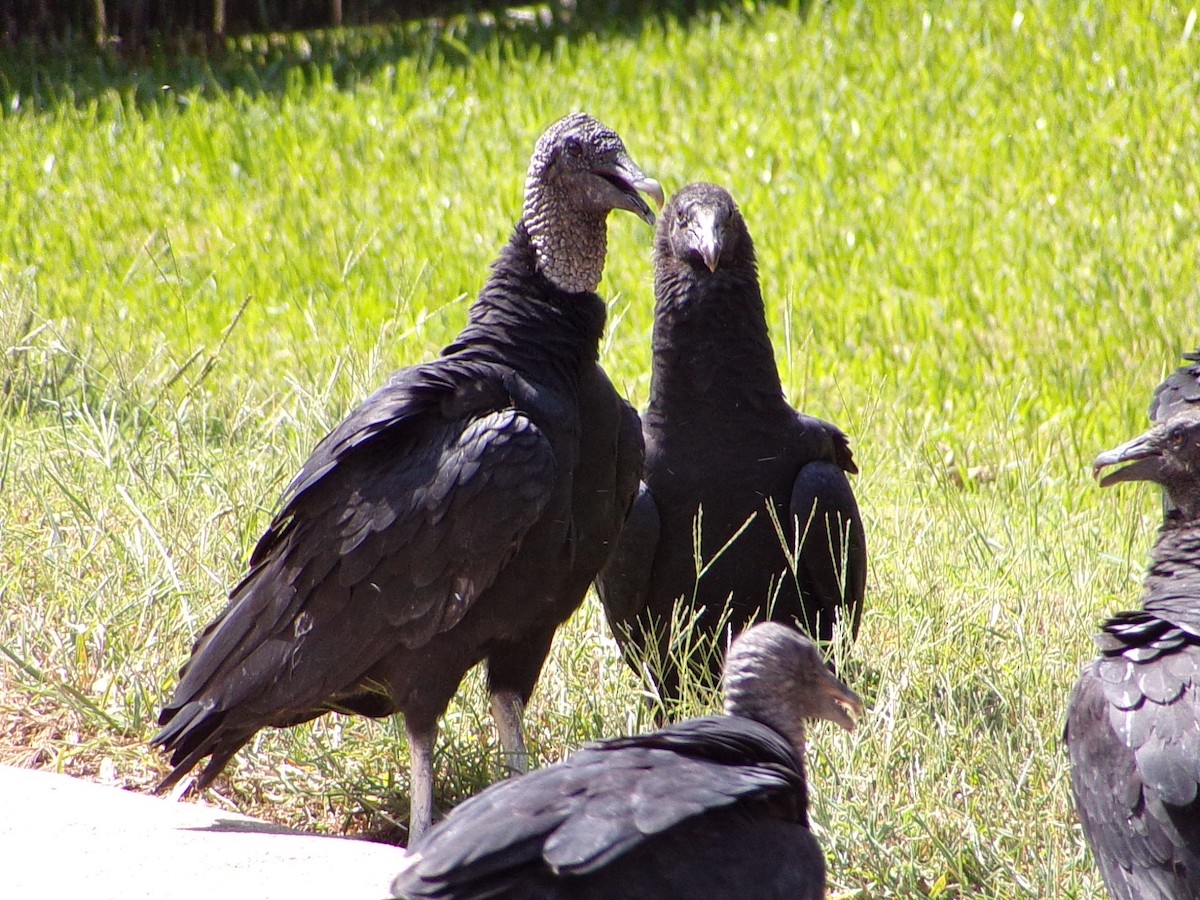 Black Vulture - ML642112632