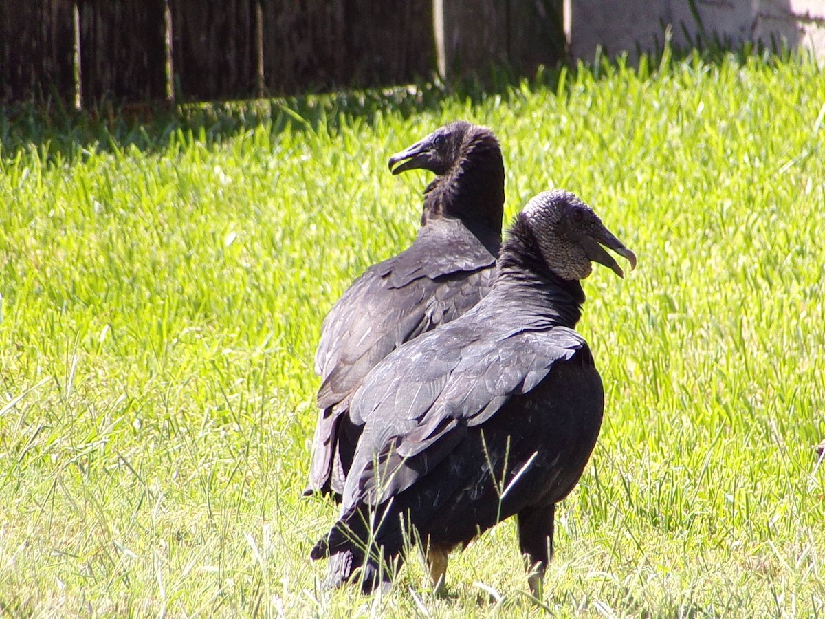Black Vulture - ML642112633