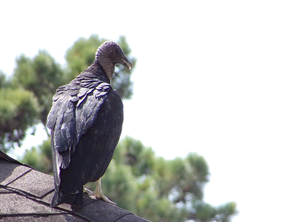 Black Vulture - ML642112634