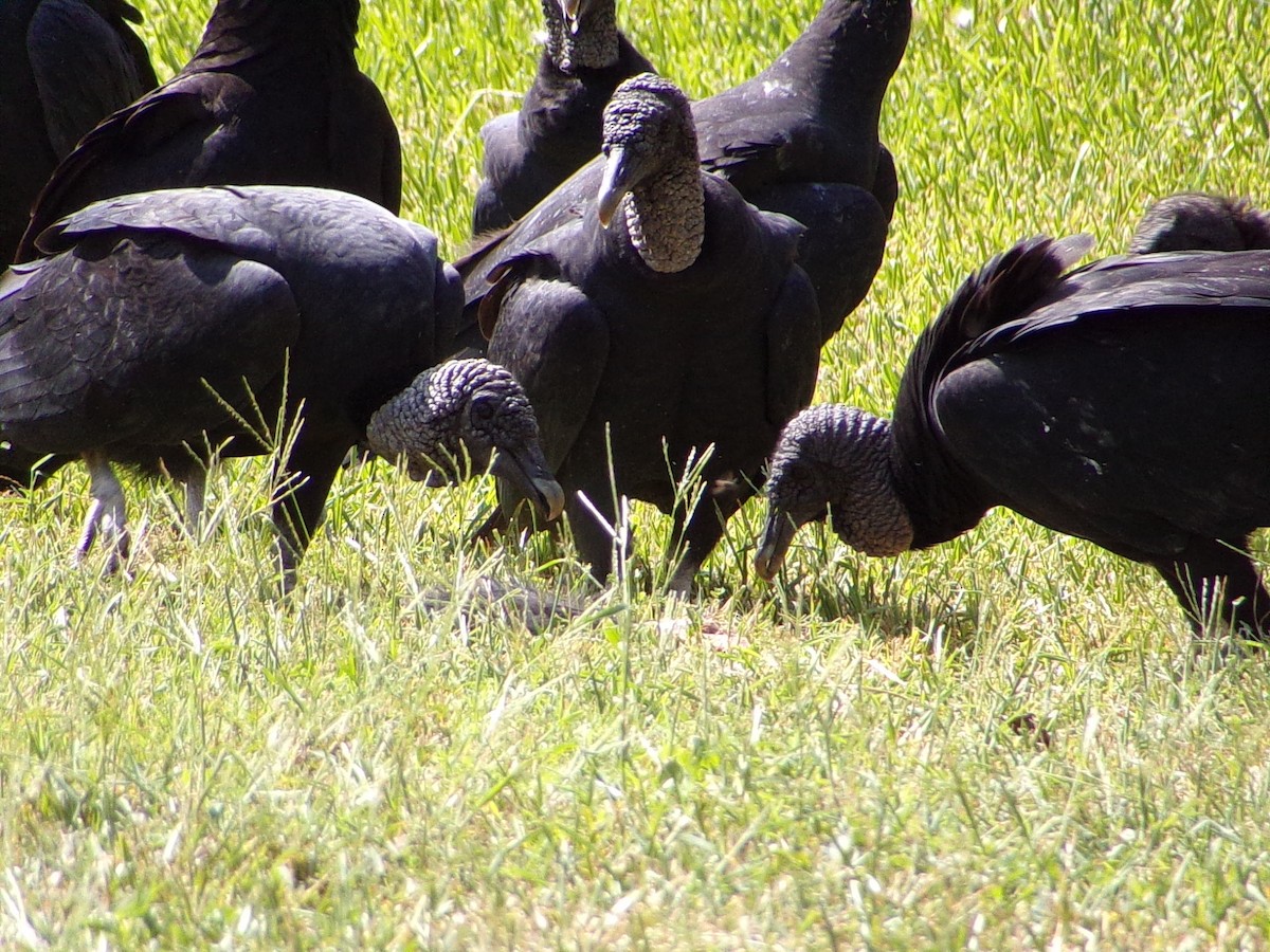Black Vulture - ML642112635