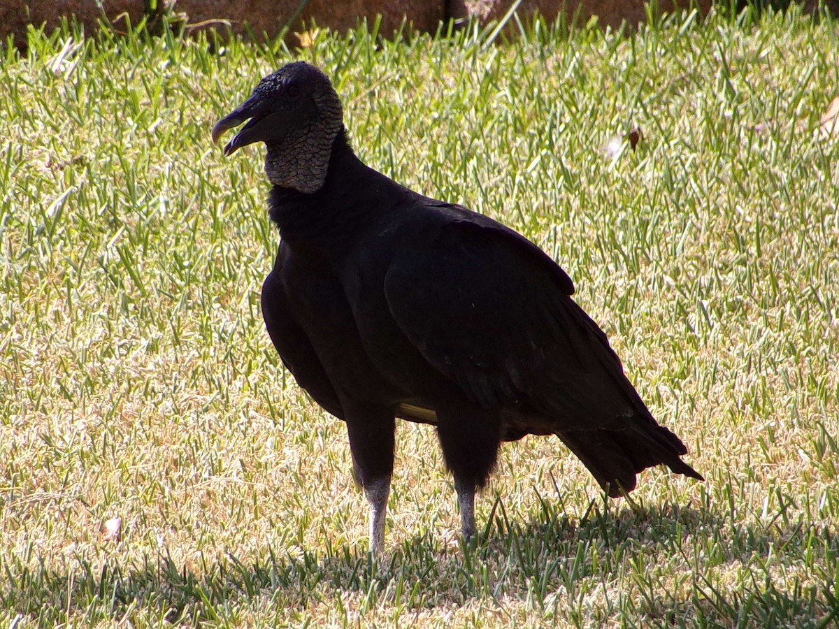 Black Vulture - ML642112636